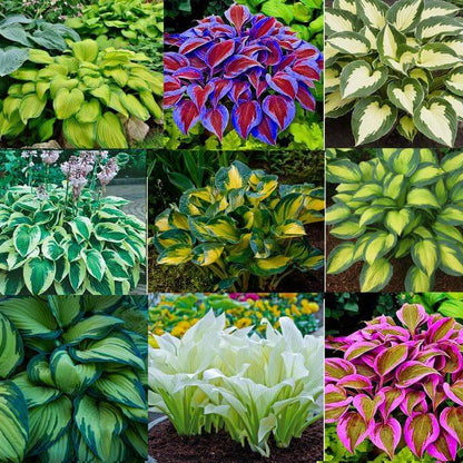 Mix Hosta Seeds