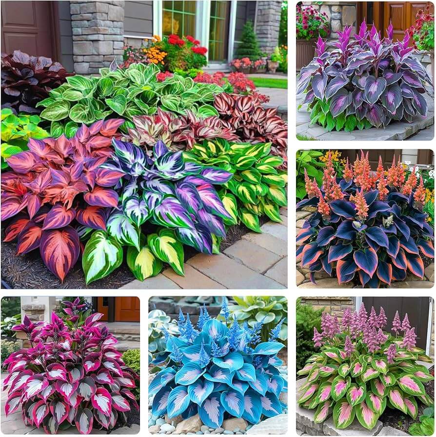 Mix Hosta Seeds