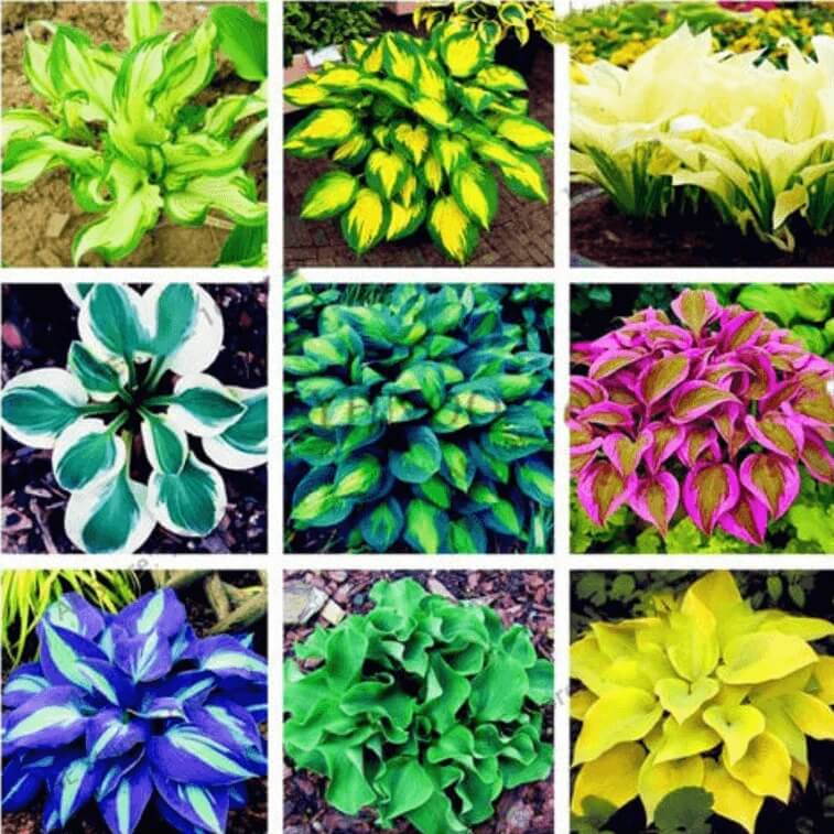 Mix Hosta Seeds
