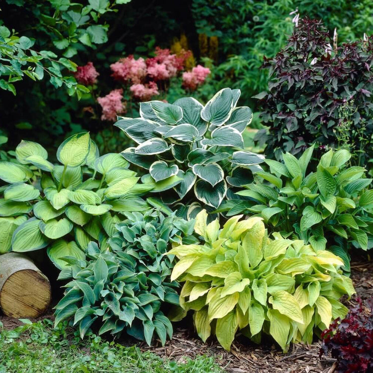 Mix Hosta Seeds