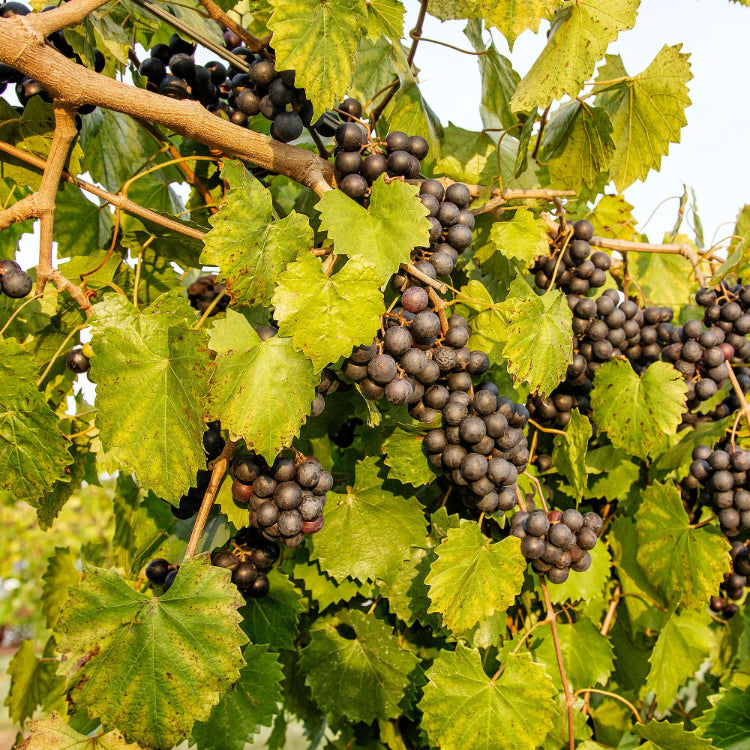 Mix Muscadine Grape Seeds