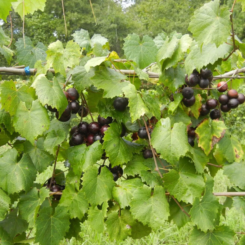 Mix Muscadine Grape Seeds