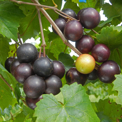 Mix Muscadine Grape Seeds