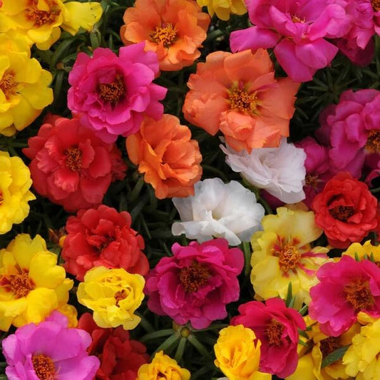 Mix Rock Rose Seeds 