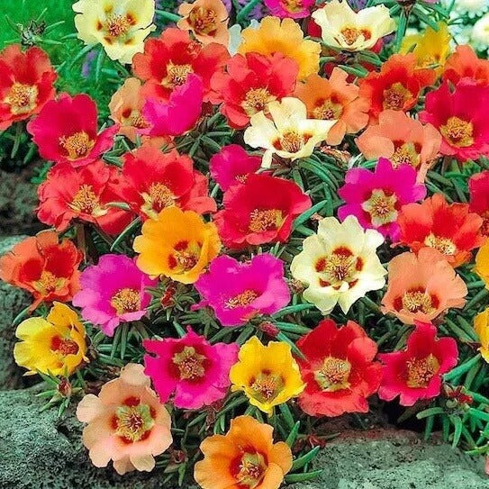 Mix Rock Rose Seeds 