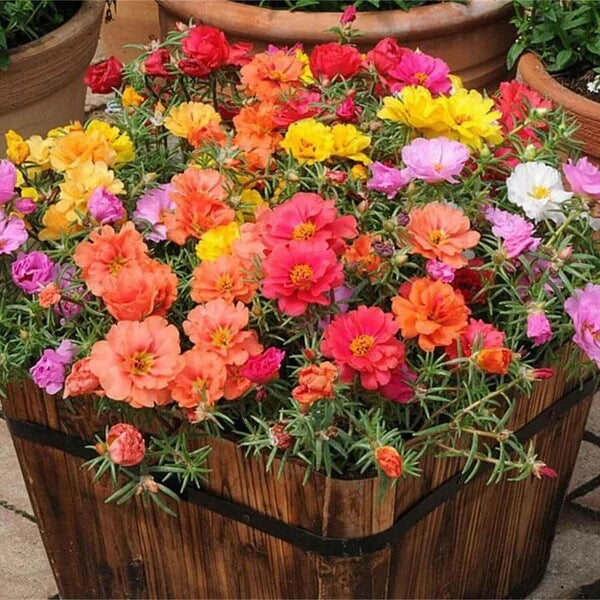 Mix Sunrose Seeds
