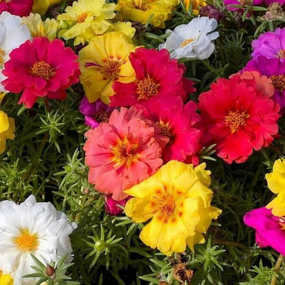 Mix Sunrose Seeds