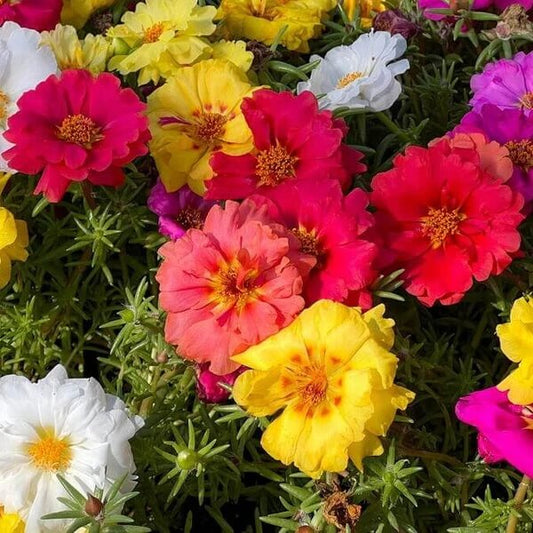 Mix Sunrose Seeds