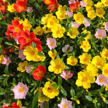 Mix Sunrose Seeds