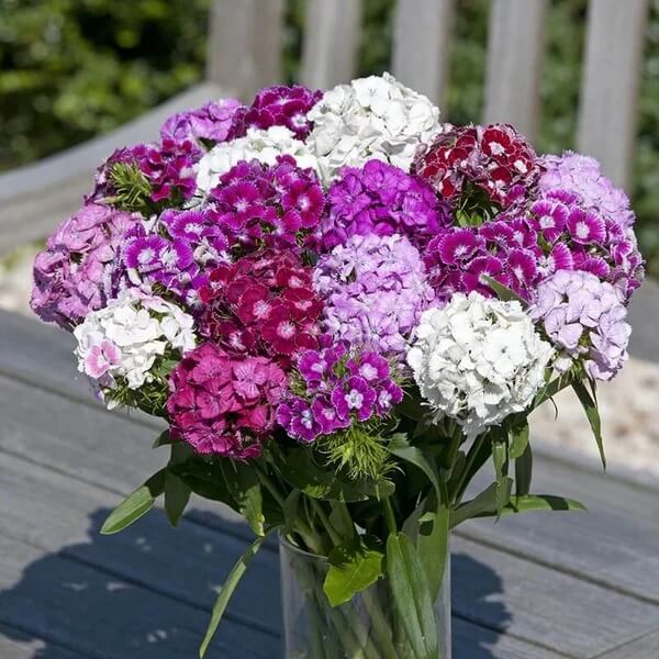 Mix Sweet William Dianthus Seeds