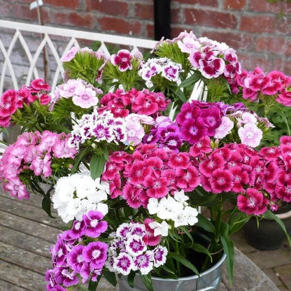 Mix Sweet William Dianthus Seeds