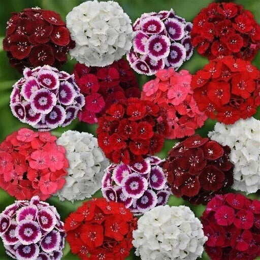 Mix Sweet William Dianthus Seeds