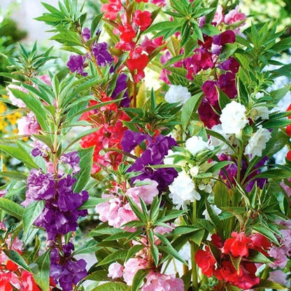 Mixed Balsamine Seeds
