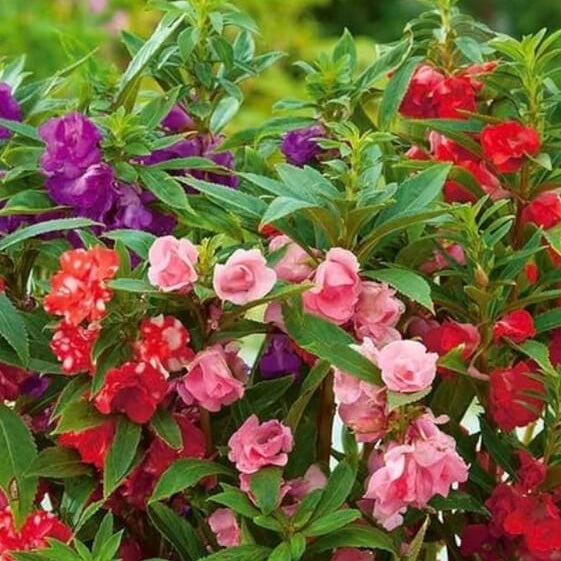 Mixed Balsamine Seeds
