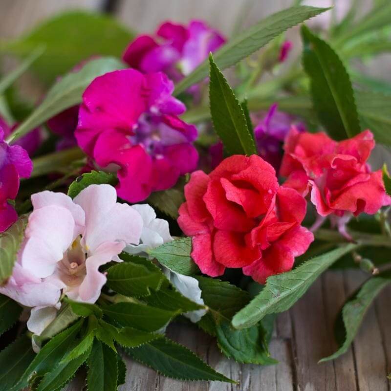 Mixed Balsamine Seeds