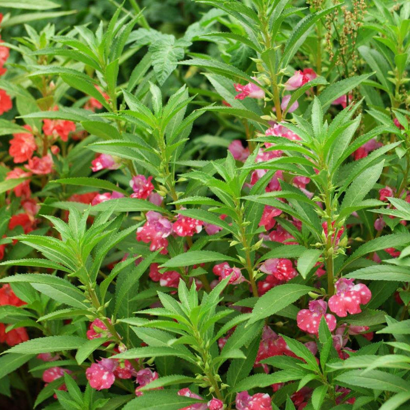 Mixed Balsamine Seeds