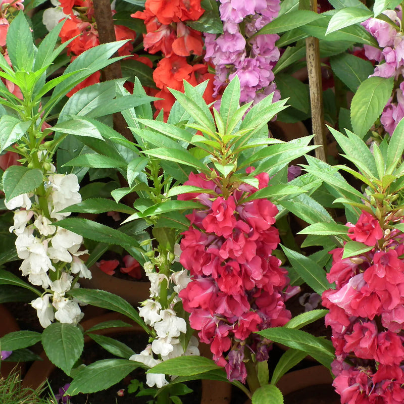Mixed Balsamine Seeds