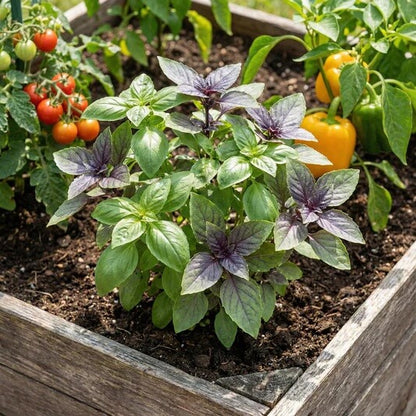 Mixed Basil Seeds - Herbal Plant
