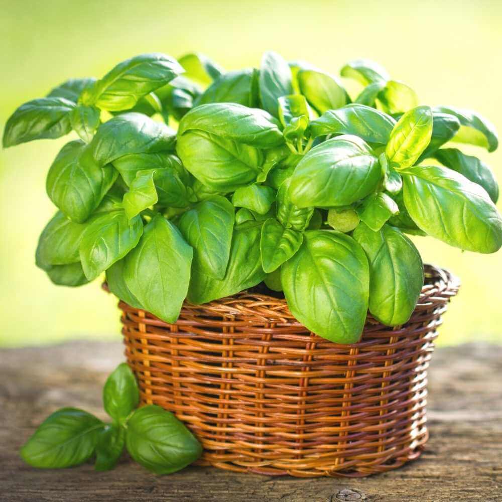 Mixed Basil Seeds - Herbal Plant