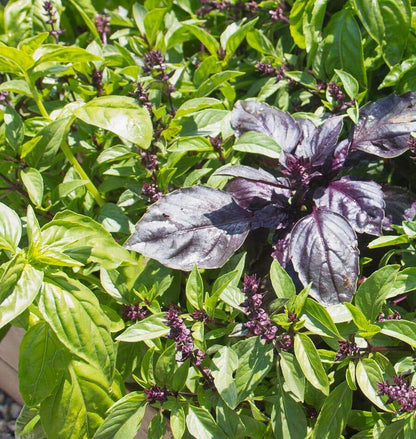 Mixed Basil Seeds - Herbal Plant