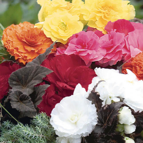 Mixed Begonia Seeds 