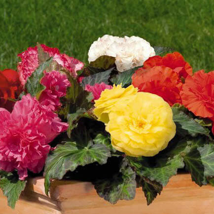 Mixed Begonia Seeds
