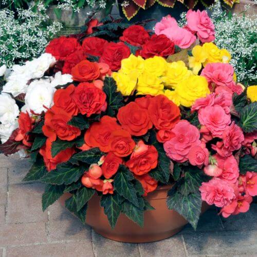 Mixed Begonia Seeds