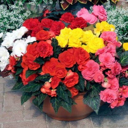 Mixed Begonia Seeds