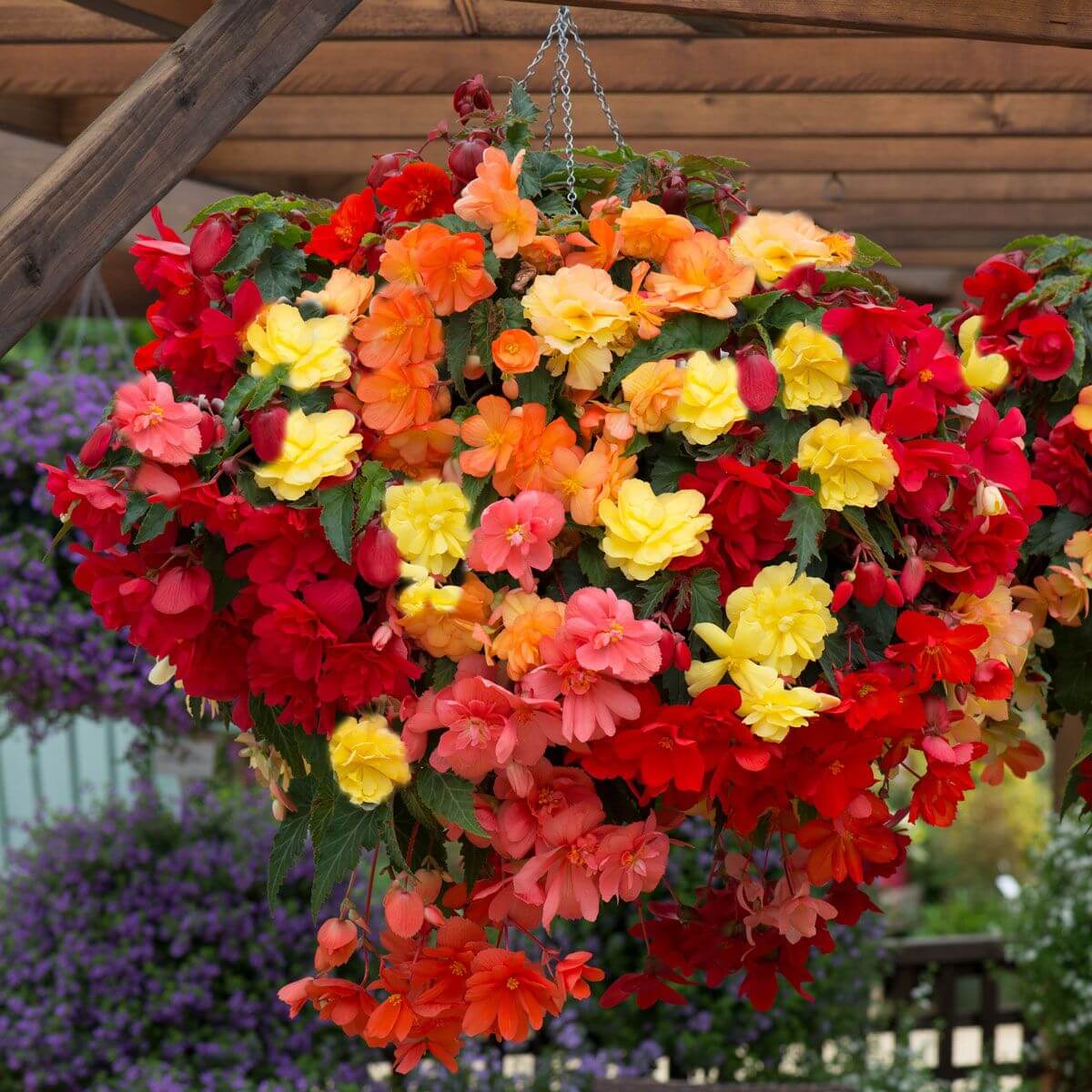 Mixed Begonia Seeds 