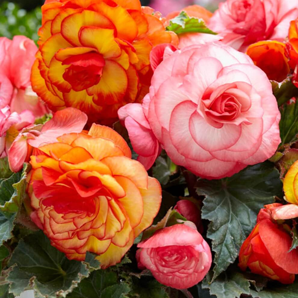 Mixed Begonia Seeds 