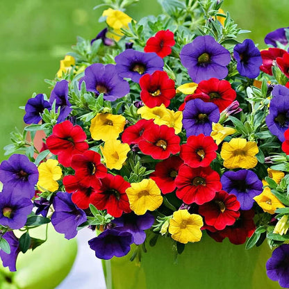 Mixed Calibrachoa Petunia Seeds