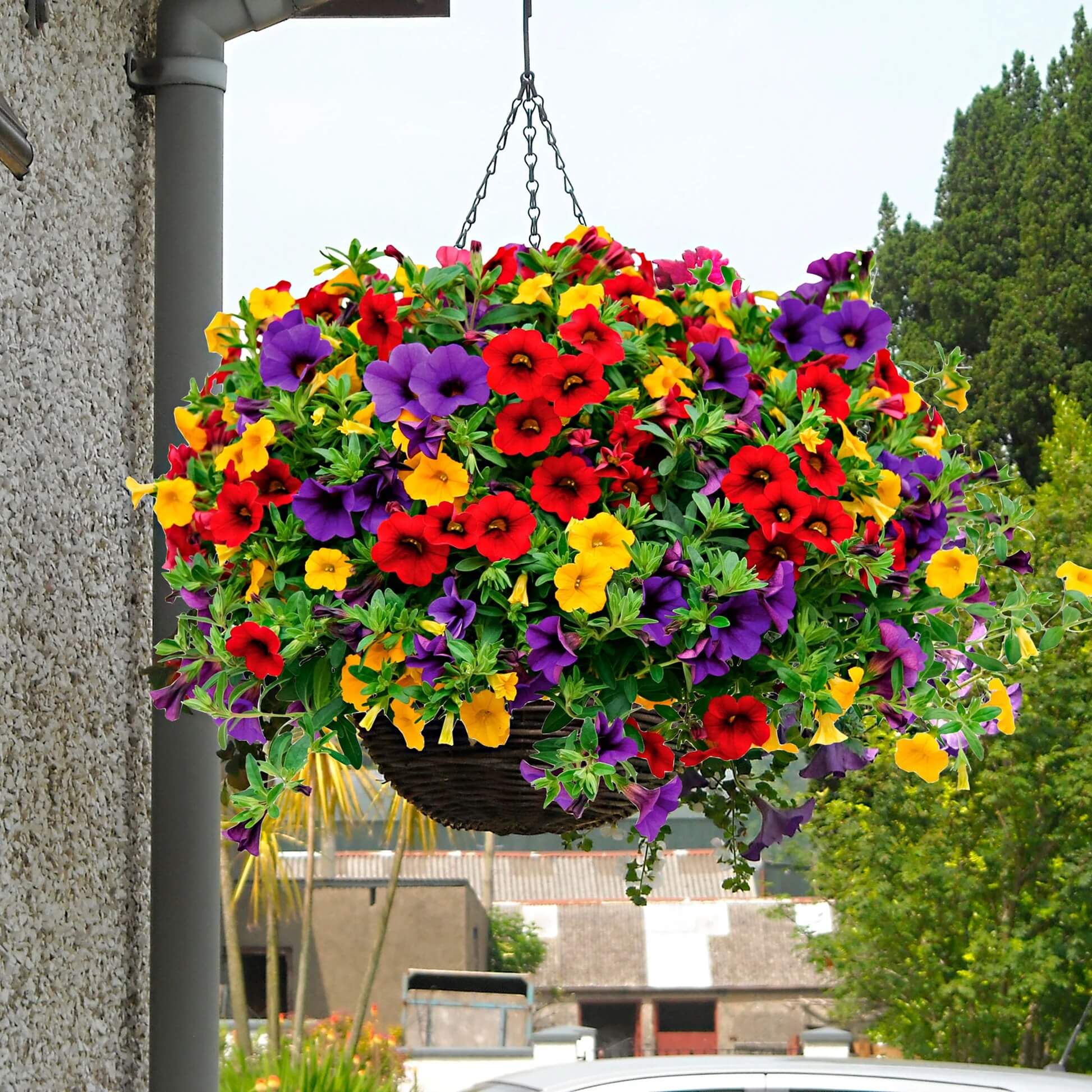 Mixed Calibrachoa Petunia Seeds