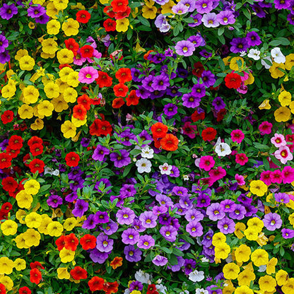 Mixed Calibrachoa Petunia Seeds