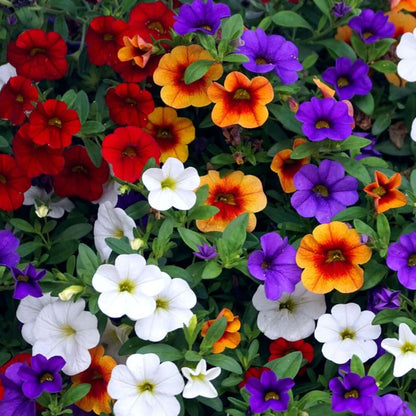 Mixed Calibrachoa Petunia Seeds