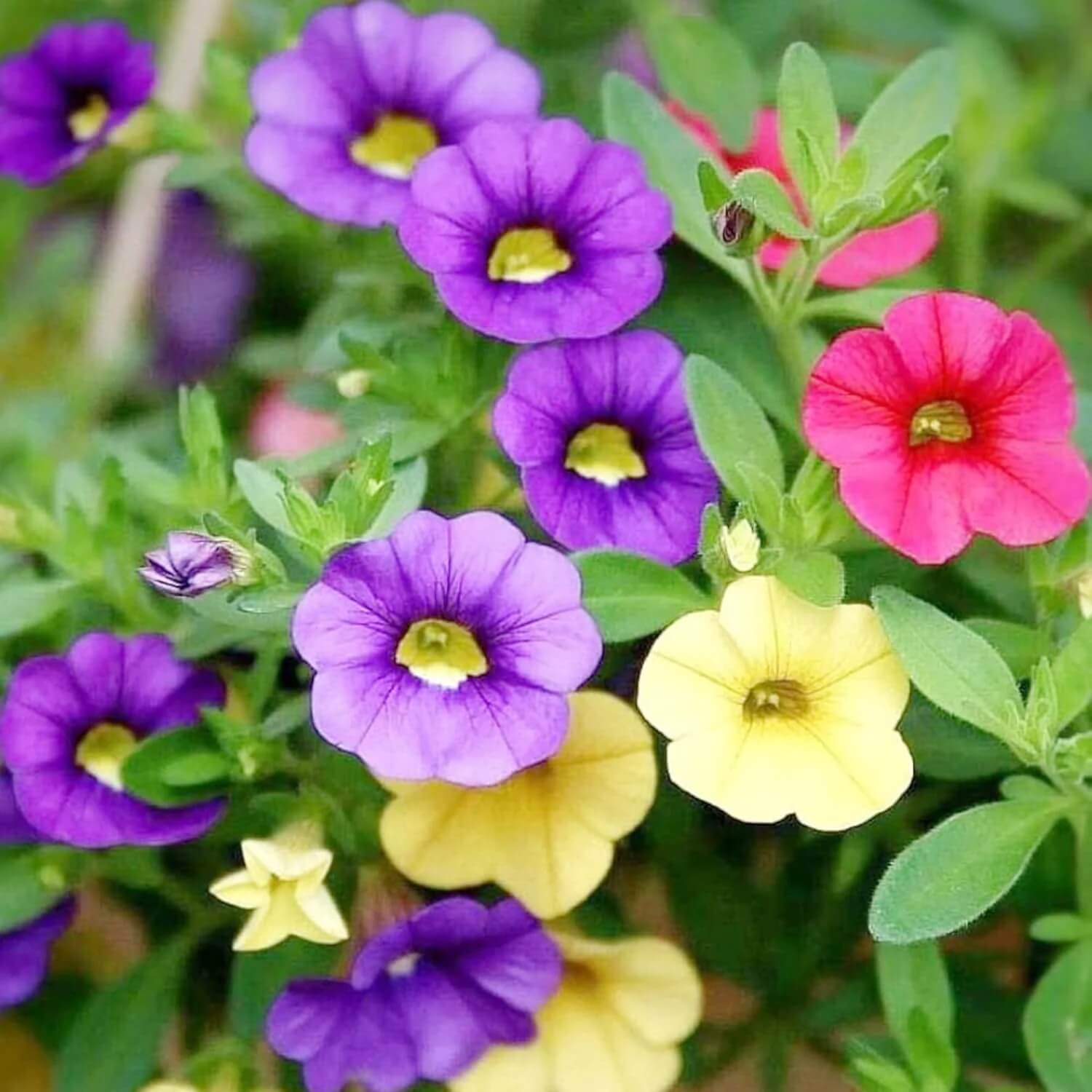 Mixed Calibrachoa Seeds