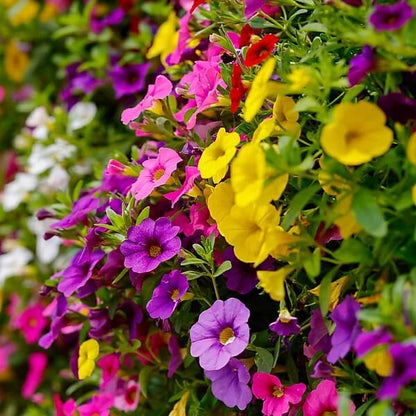 Mixed Calibrachoa Seeds