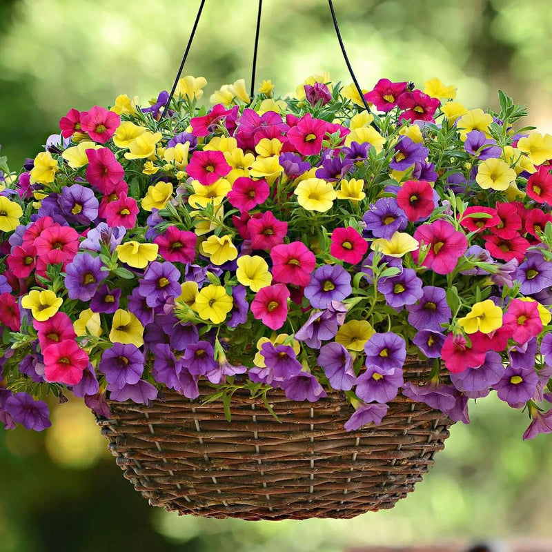 Mixed Calibrachoa Seeds