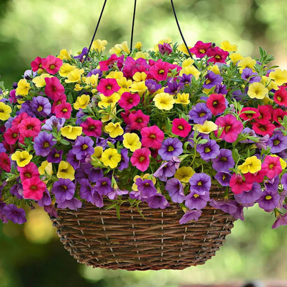 Mixed Calibrachoa Seeds
