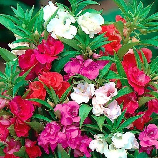 Mixed Camellia Seeds