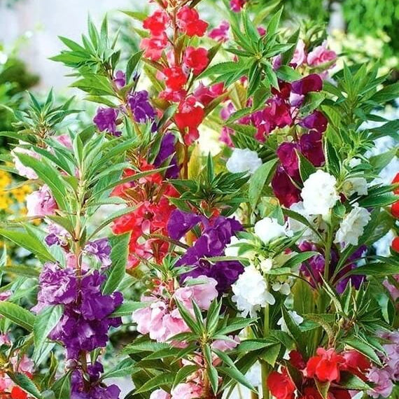 Mixed Camellia Seeds