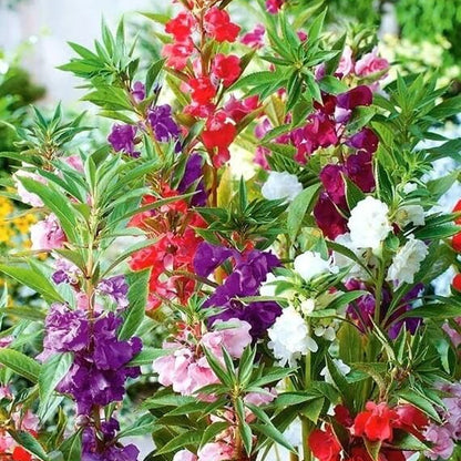 Mixed Camellia Seeds