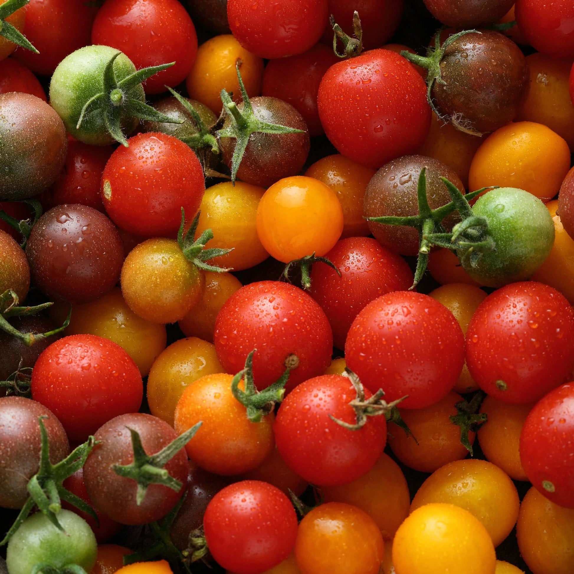 Mixed Cherry Tomato Seeds