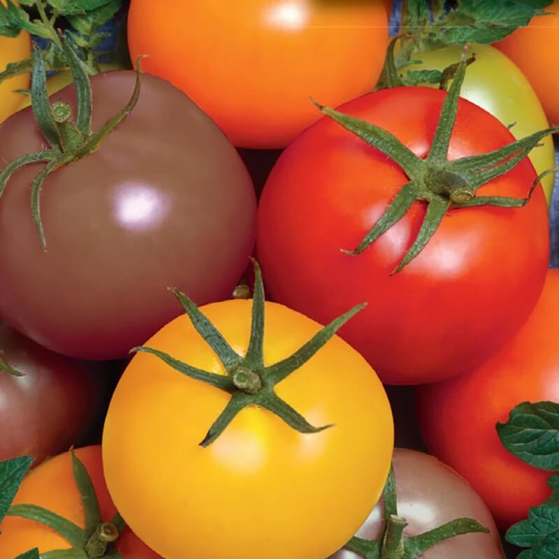 Mixed Cherry Tomato Seeds