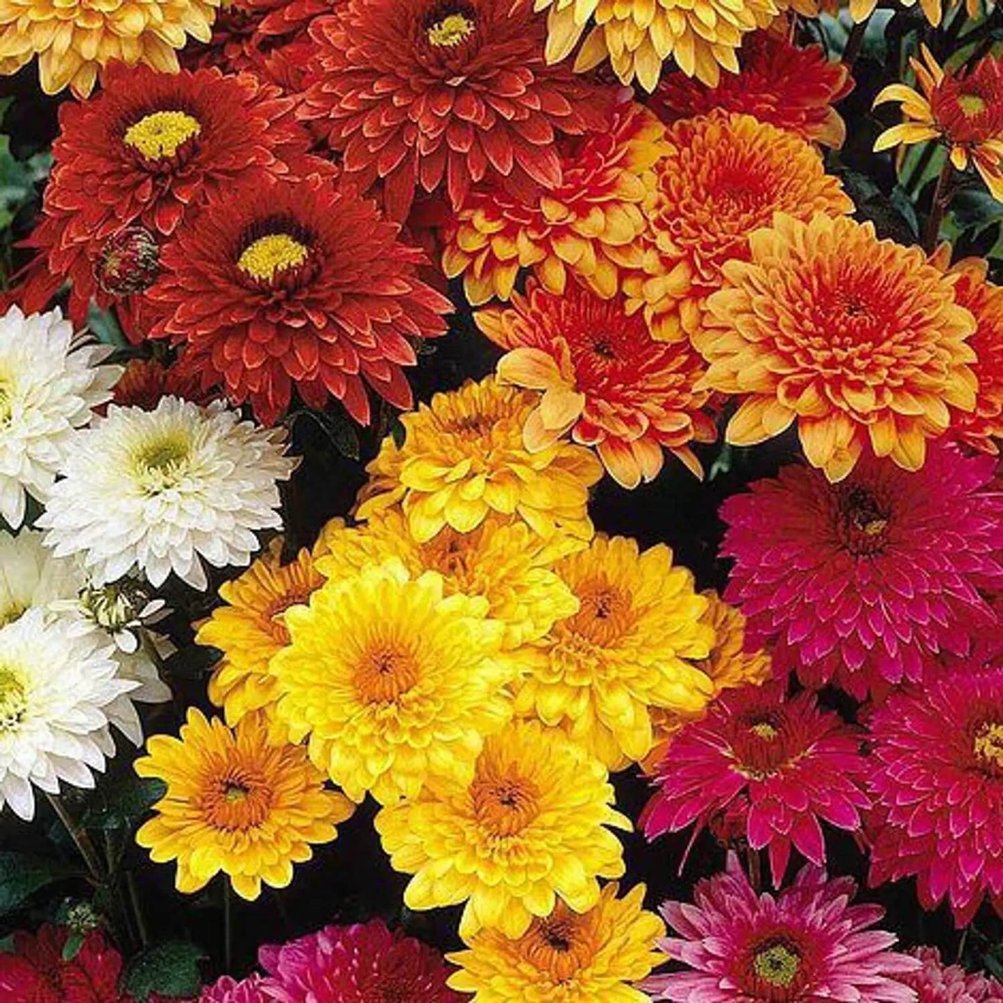 Mixed Chrysanthemum Seeds