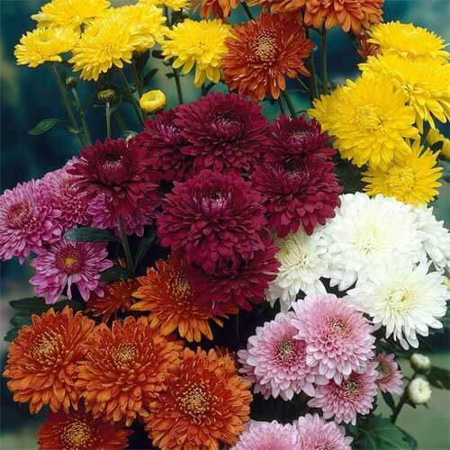 Mixed Chrysanthemum Seeds
