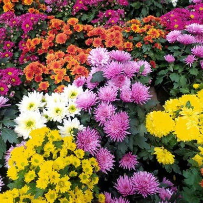 Mixed Chrysanthemum Seeds