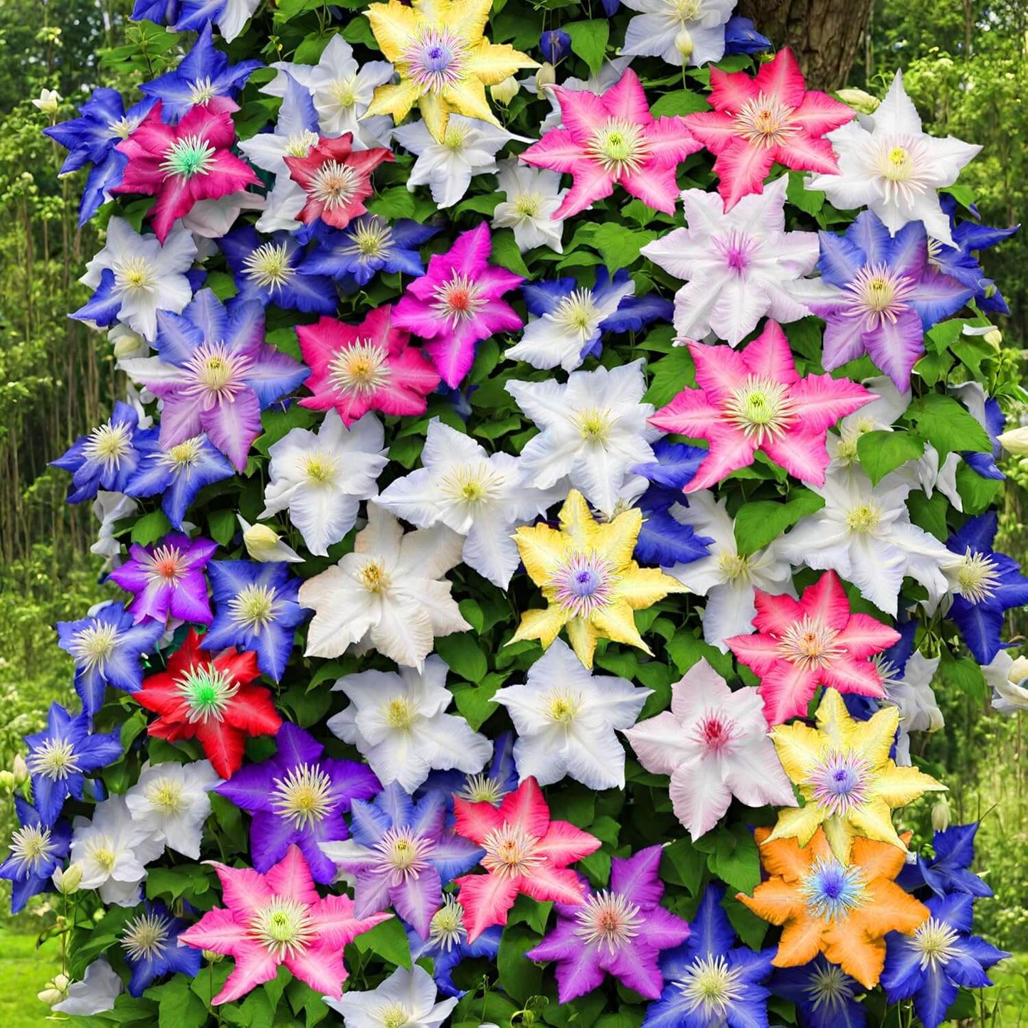 Mixed Clematis Seeds