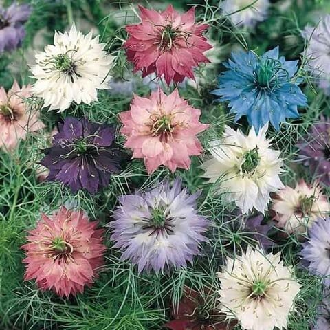 Mixed Clematis Seeds