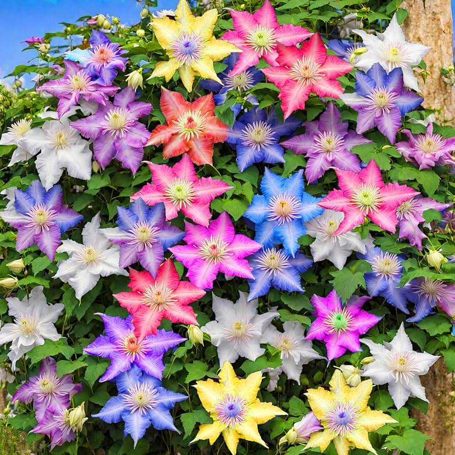 Mixed Clematis Seeds