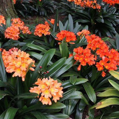 Mixed Clivia Seeds 